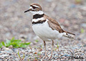 Charadrius vociferus